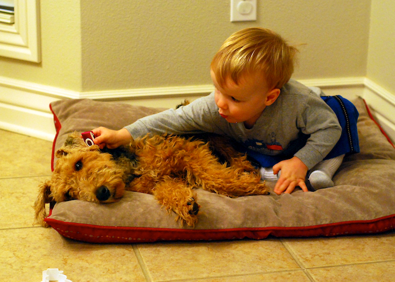 "Um, Rover, you have a call on my toy phone. Want me to put them on hold?"