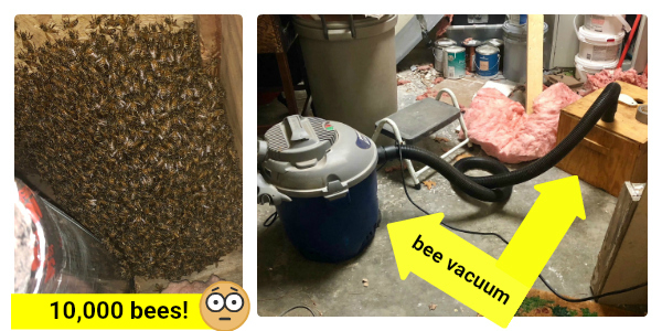bee removal northwest arkansas