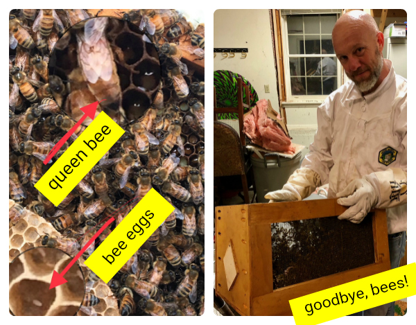 bee removal in northwest arkansas
