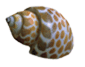 seashell.gif