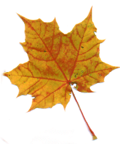 fall-leaf2.gif