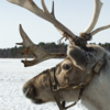 reindeer432350563_4c0d7aba81.jpg