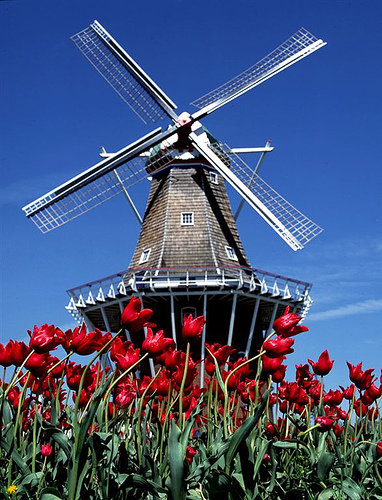 windmill-tulips.jpg