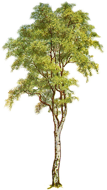 tree-clipart-5.jpg