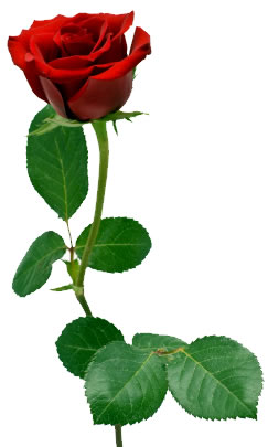 red-rose2.jpg