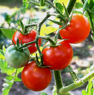 tomatoes-on-vine.PNG