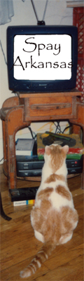 tv-cat-2.jpg
