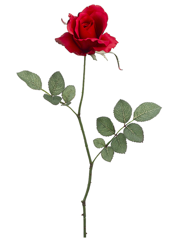 red-rose.jpg