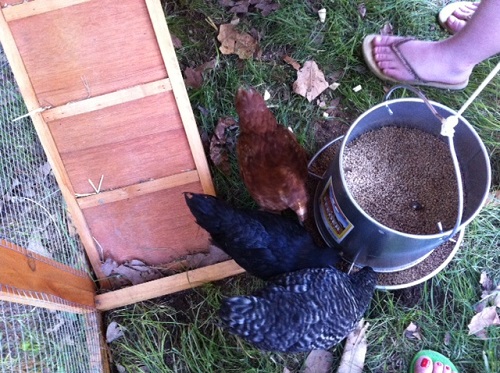 chickens, at feet, resized