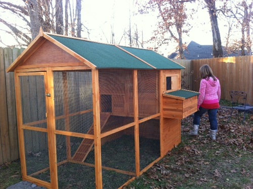 chickens, coop resized