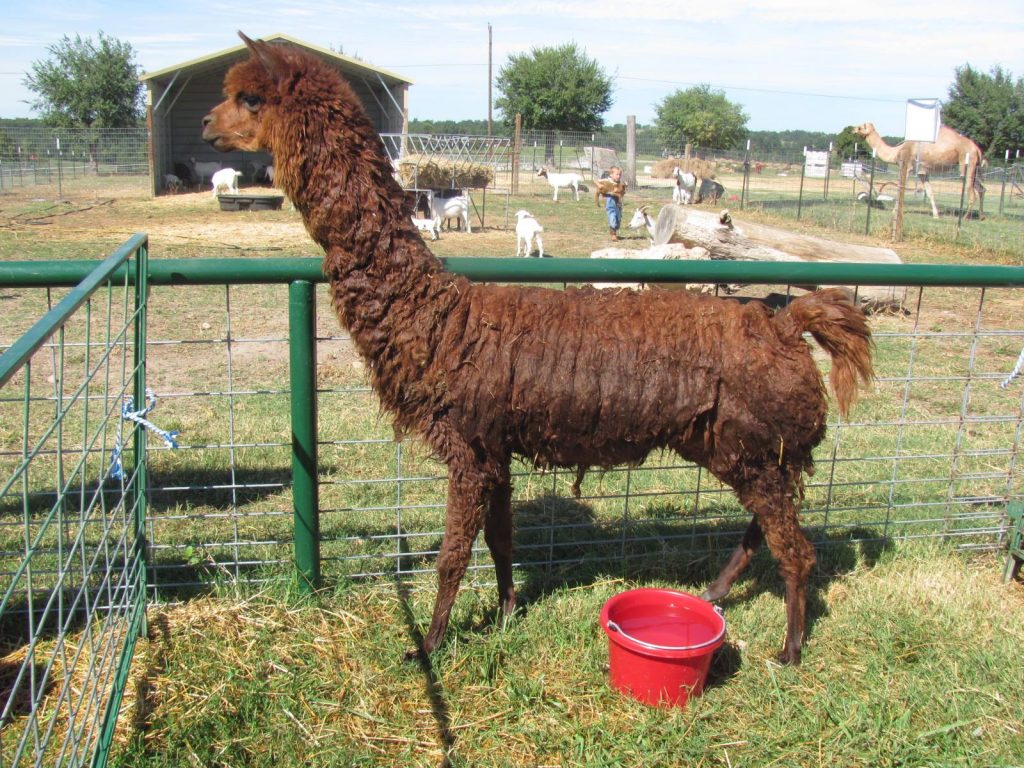 Farmland adventures, alpaca