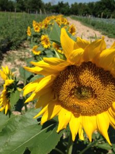the farm sunflowers