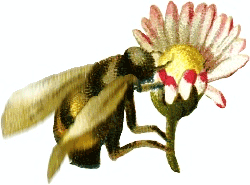 bumblebee-flower