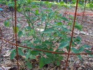 may tomatoes