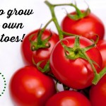 Gardening: How to grow tomatoes this summer!