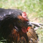 Life with Ladybug: Backyard chickens, rest in peace