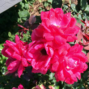 knockout roses, carrie