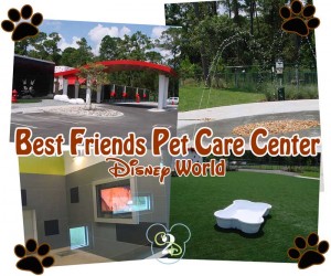 Best-Friends-Pet-Care