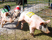 pig races
