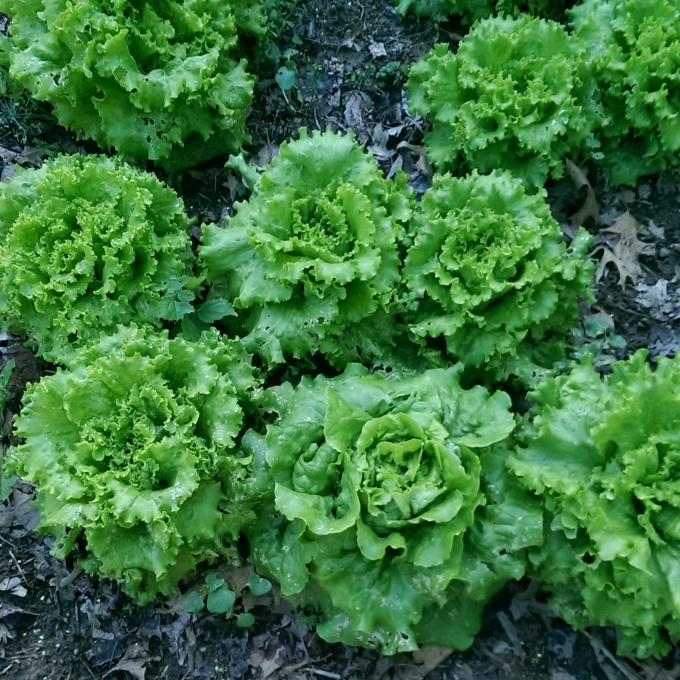 fall garden lettuce resized
