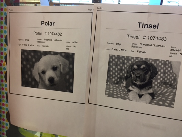 At the animal shelter, flyer