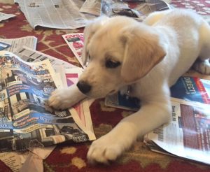 Shannon's puppy playing in newspapers, nwaMotherlode.com