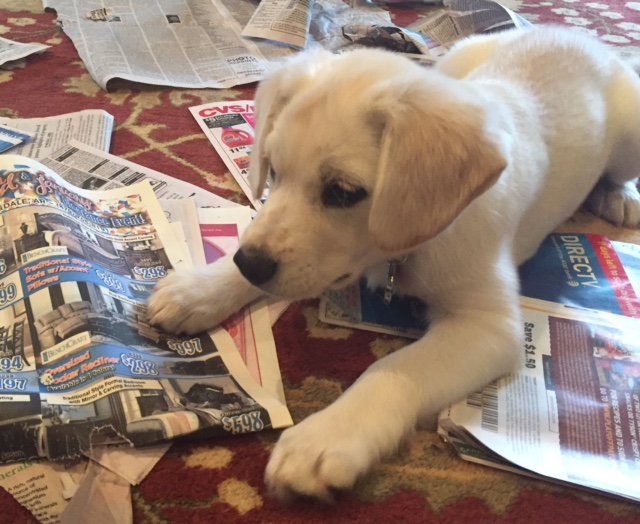 Harley reading the paper