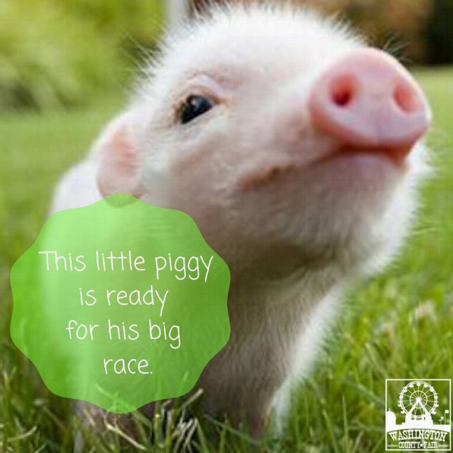 Fair, little piggy