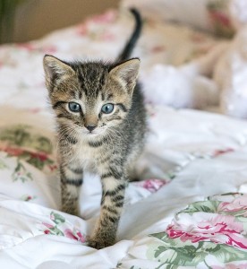 kitten-1517535_640 (2)