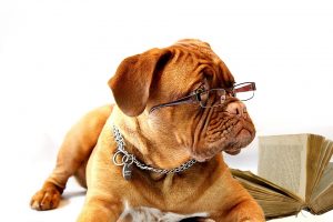 dog-in-glasses