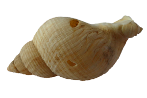 sea-shell