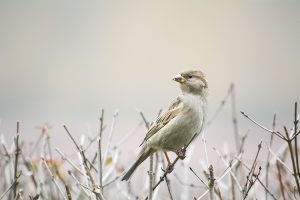 House Sparrow