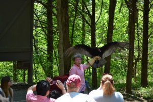 Lynn and the Vulture