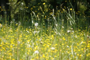 meadow allergy