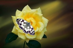 yellow butterfly rose235