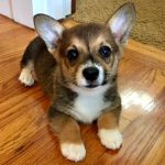The Rockwood Files: Life with a 5-month-old Corgi