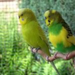 Devotion in Motion: 6 lessons learned from parakeets