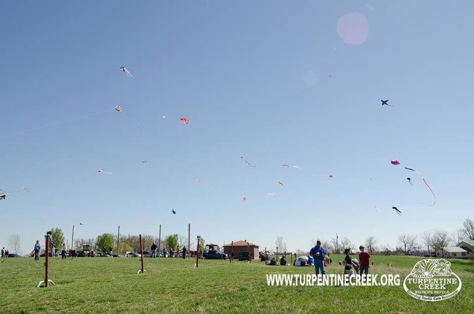 port allen kite festival 2022