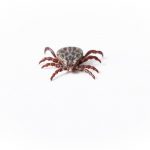 Summer safety tip: How to remove a tick the right way
