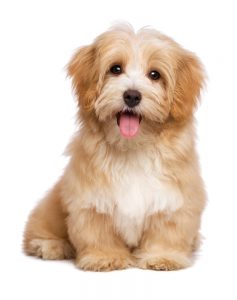 havanese puppy white background