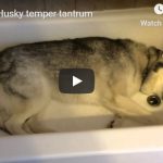Friday Funny: When a dog has a temper tantrum