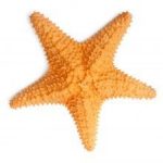 The Rockwood Files: I am a brave starfish