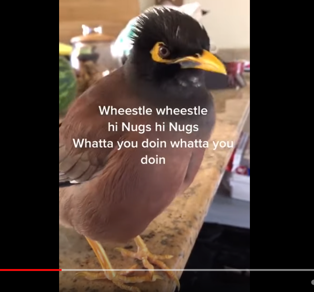 nuggets the mynah bird