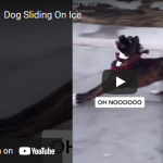 Friday Funny: Dog slides on chunk of ice