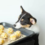 Pet Parenting: Recipe for no-bake dog treats