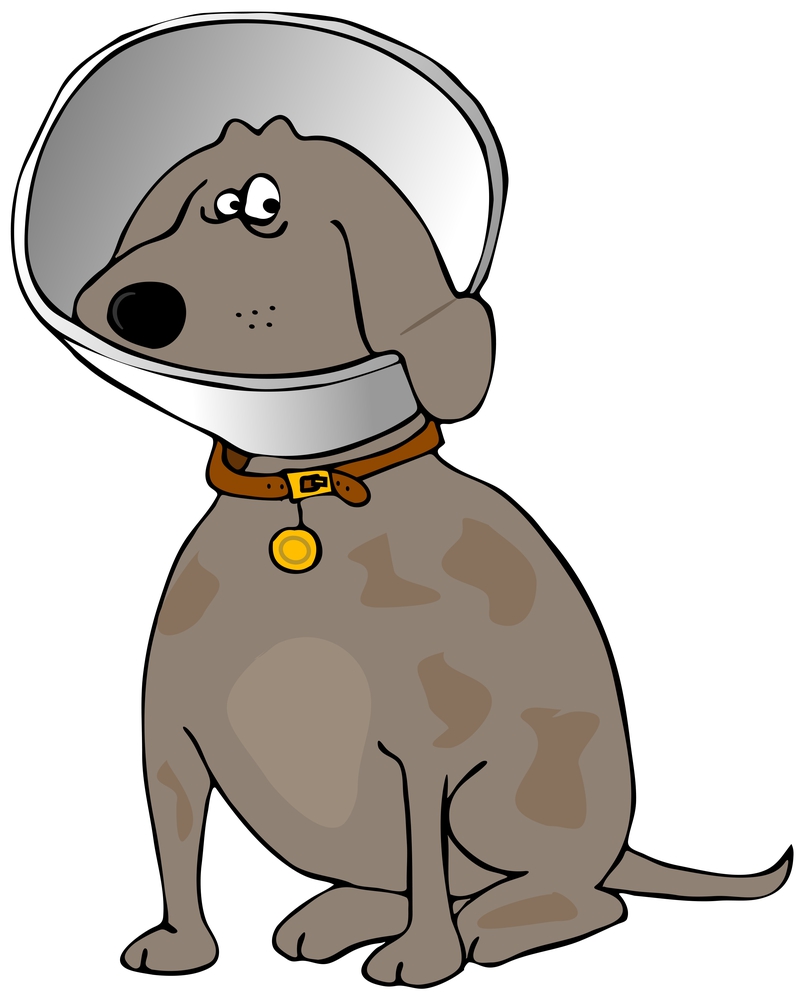 cartoon dog in cone