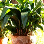 The houseplant you (probably) can’t kill