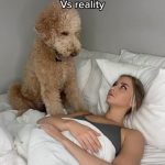 Funny Friday: Sleeping with a dog