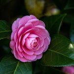What We’re Planting: Camellias