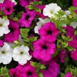 What We’re Planting: Sun Petunias